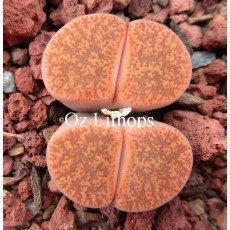 C005A - Plant